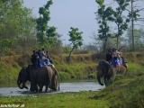 Slonie safari...