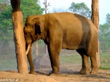 Prvý slon v NP Chitwan...