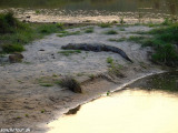 A prvý krokodíl v NP Chitwan...
