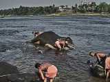 elephant-training-centra-v-kodanade