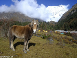 Bhutan-566