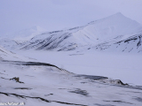 Spitsbergen-199