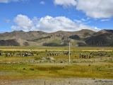 Tibeťania pri každodennej práci, fotím z busu na Friendship Highway. Sme vo výške 4 500 m!!!
