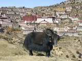 Yak...