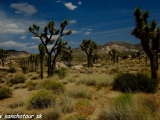 NP Joshua Tree - Kalifornia...